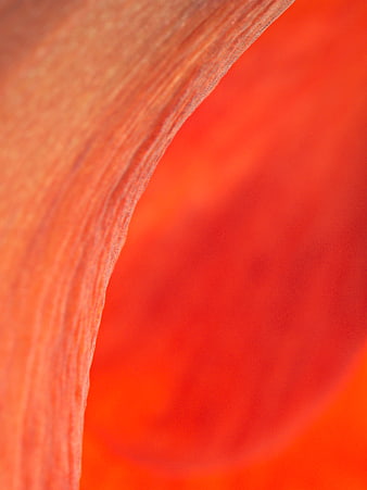 Abstract Macro Red Flower Petal Texture Background