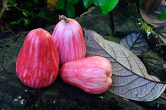 Fresh Red Wax Apples on Rustic Wood Log