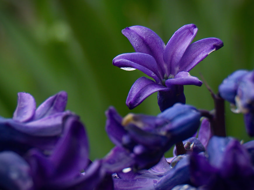 Close-up of purple hyacinth flower with dew drops