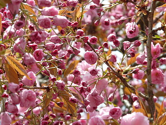 Close-up of pink cherry blossoms on branches in spring