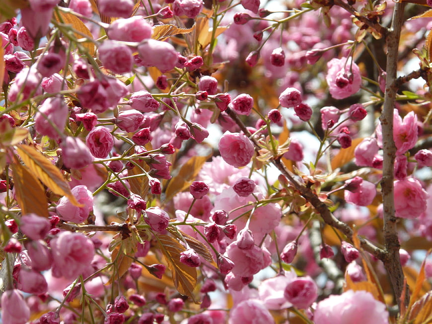 Close-up of pink cherry blossoms on branches in spring