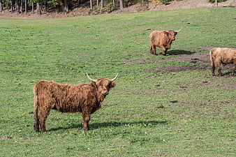 Highland Cattle Grazing in Green Pasture