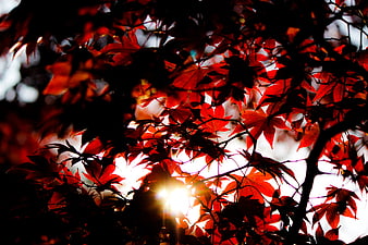Sunlight shining through vibrant red autumn maple leaves