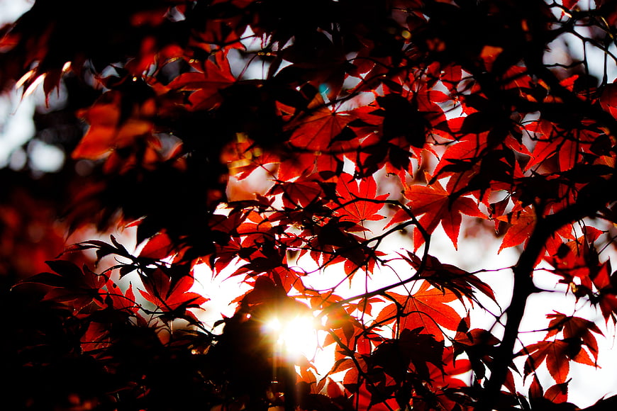 Sunlight shining through vibrant red autumn maple leaves
