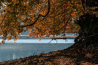 Autumn Tree Branch With Wooden Swing Hanging Over Calm Lake