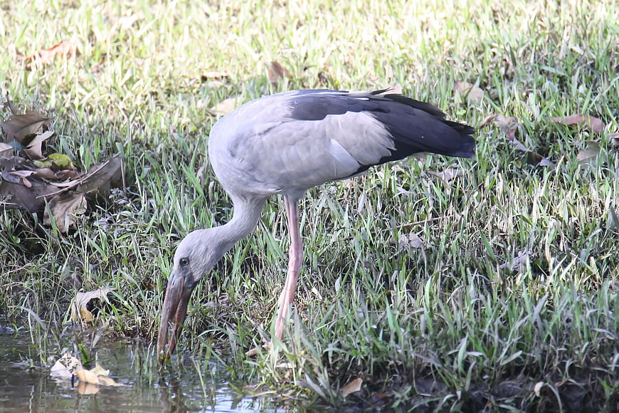 Asian Openbill Stork Foraging in Shallow Water
