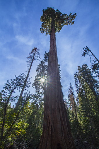 Low angle view of giant sequoia tree in forest
