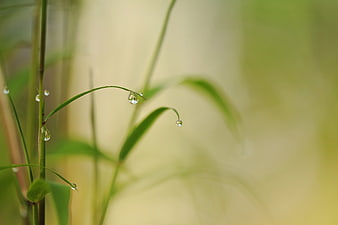 Macro bamboo leaves with dew drops on a soft green background