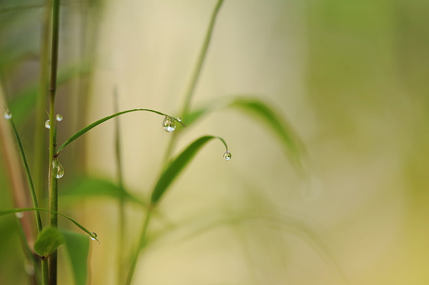Macro bamboo leaves with dew drops on a soft green background