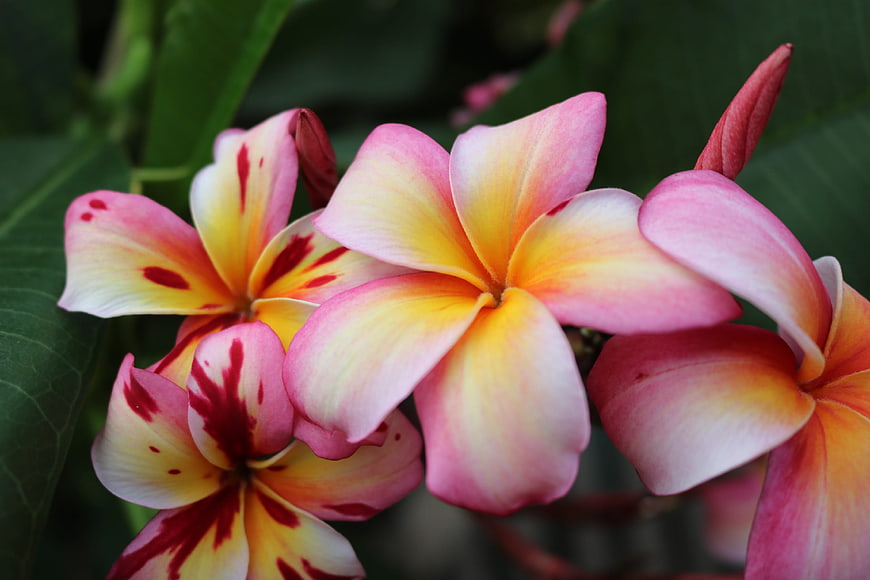Vibrant Pink and Yellow Plumeria Flowers Close-Up