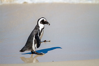 African Penguin Walking on Sandy Beach Shore