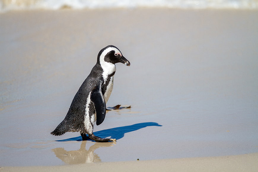 African Penguin Walking on Sandy Beach Shore