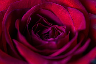 Close-up of a deep red rose with velvety petals