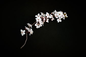 White Cherry Blossom Branch on Black Background