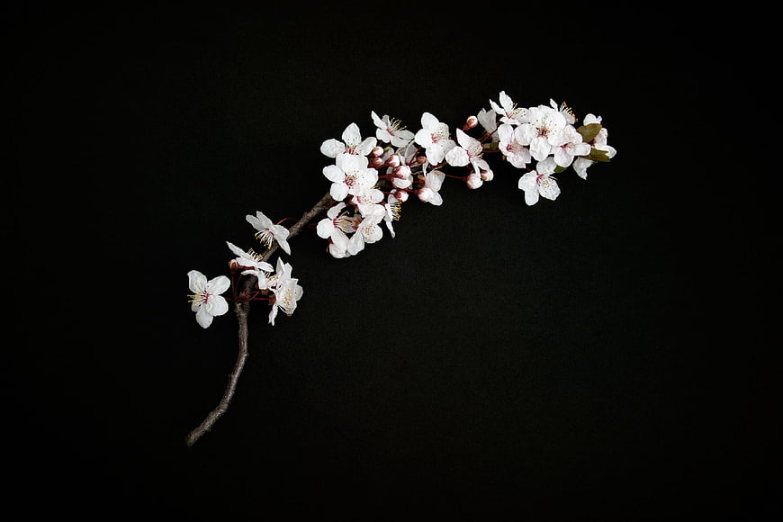 White Cherry Blossom Branch on Black Background