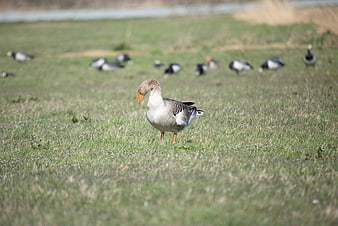 Greylag Goose Standing in Green Meadow