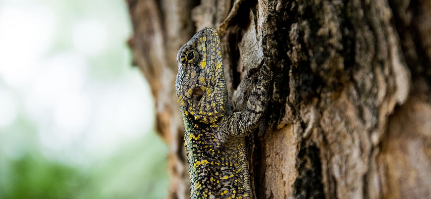 Close-up of a colorful lizard on tree bark