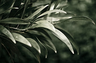 Close-up of dark green leaves with moody lighting