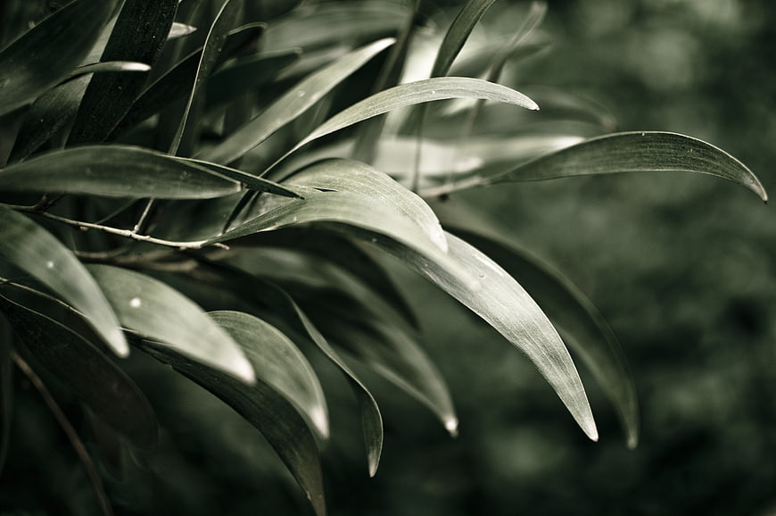 Close-up of dark green leaves with moody lighting
