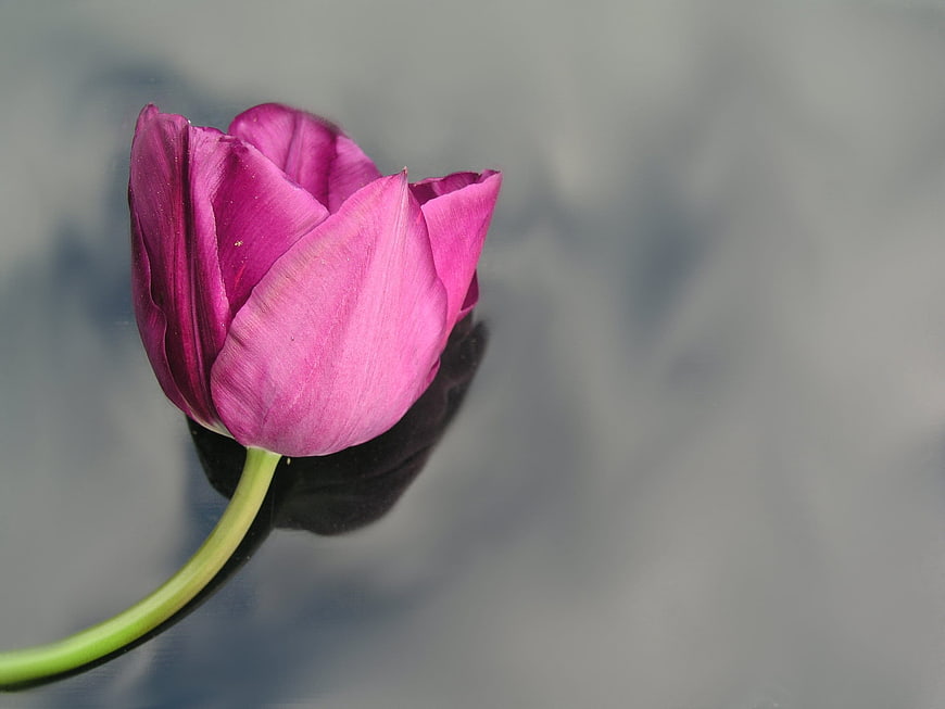 Vibrant Pink Tulip Floating on Water Surface