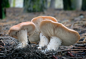 Close-up of wild mushrooms growing in a forest