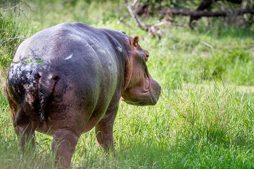 Hippo Walking Away in Grassy African Savanna