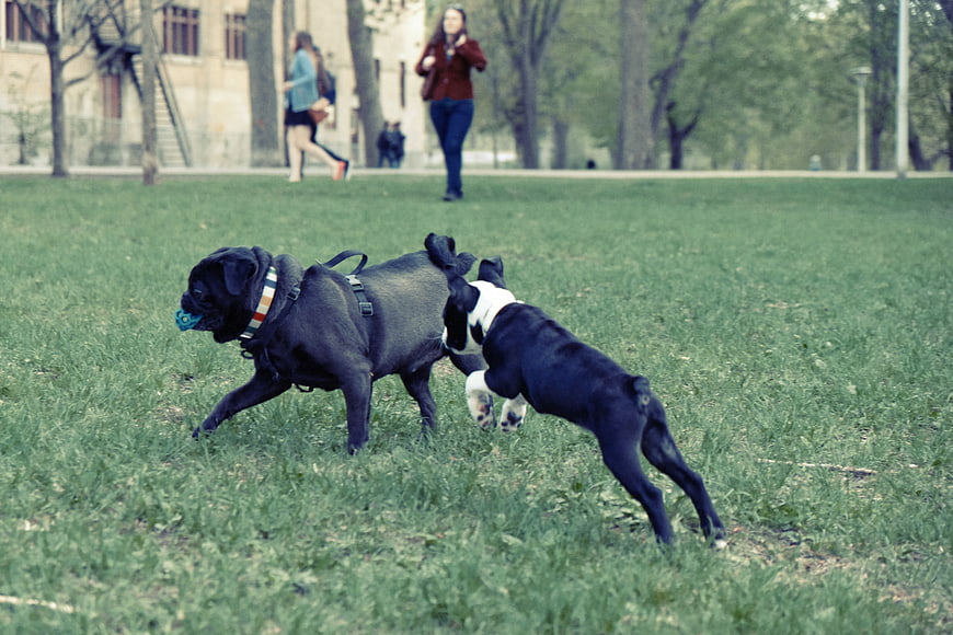 Two dogs playing fetch with a ball in a grassy park