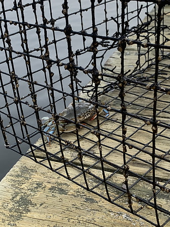 Blue crab in wire trap on wooden dock