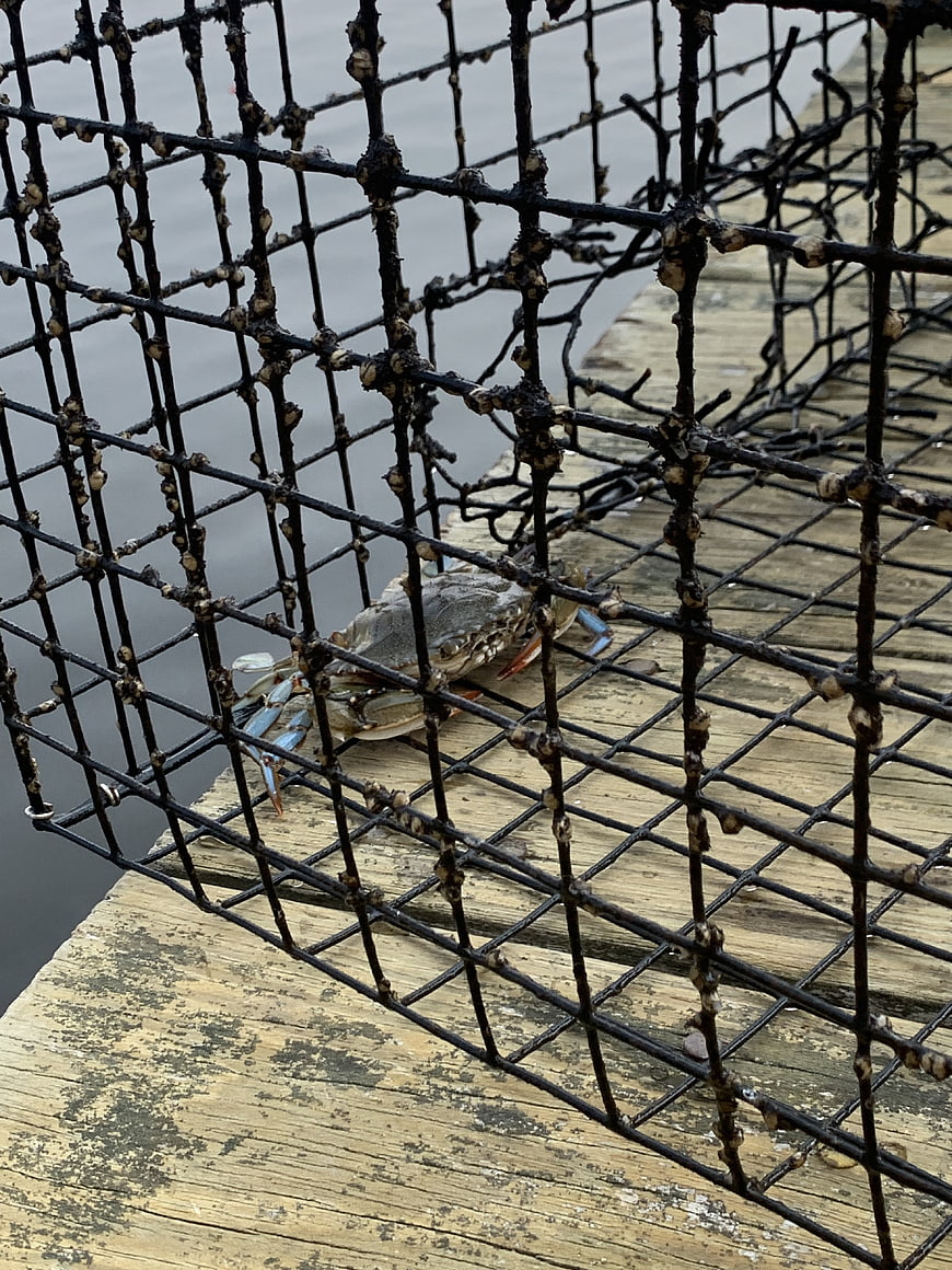 Blue crab in wire trap on wooden dock
