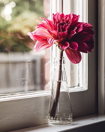 Vibrant Pink Dahlia in Glass Bottle on Windowsill