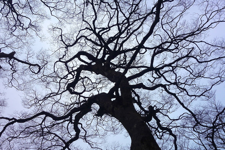 Low angle view of bare tree branches against sky