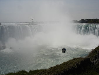 Maid of the Mist boat at Niagara Falls with seagull