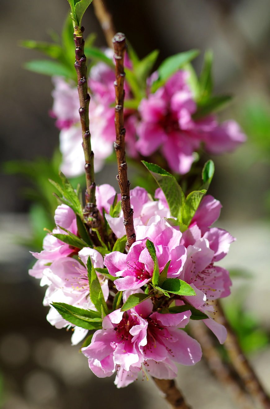 Pink Peach Blossoms on Branch with Green Leaves