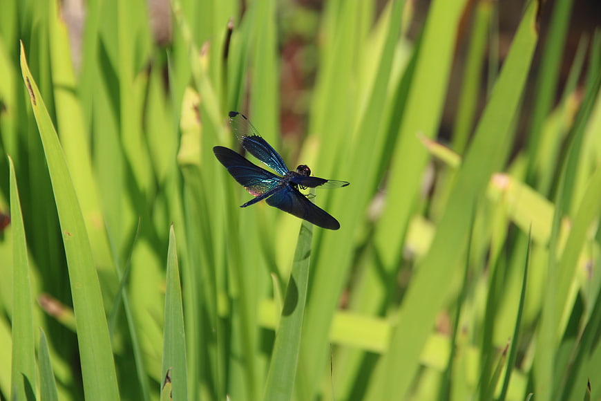 Blue Dragonfly Perched on Green Grass Blade