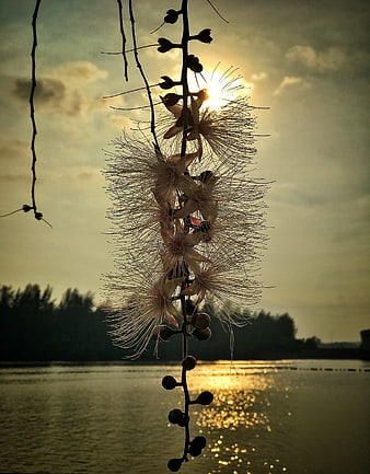 Silhouette of Cassia Fistula Flowers Against Golden Sunset Over Water