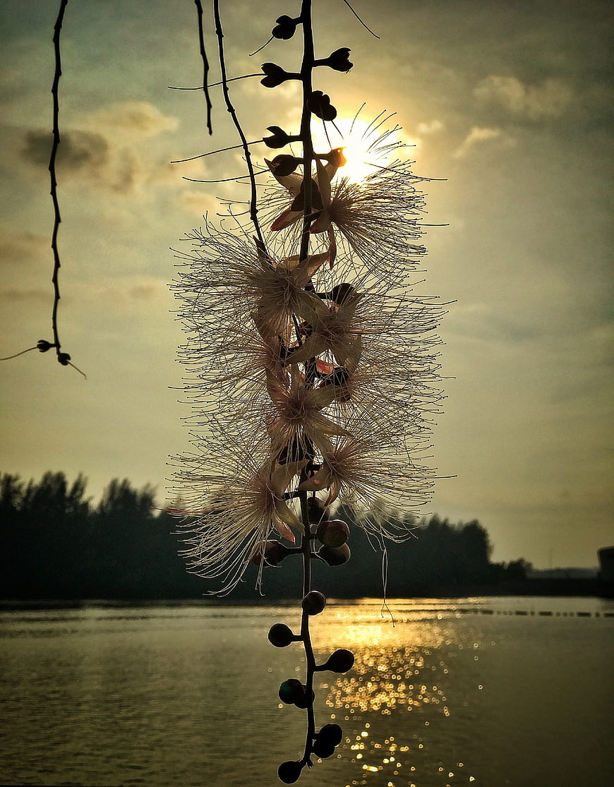 Silhouette of Cassia Fistula Flowers Against Golden Sunset Over Water