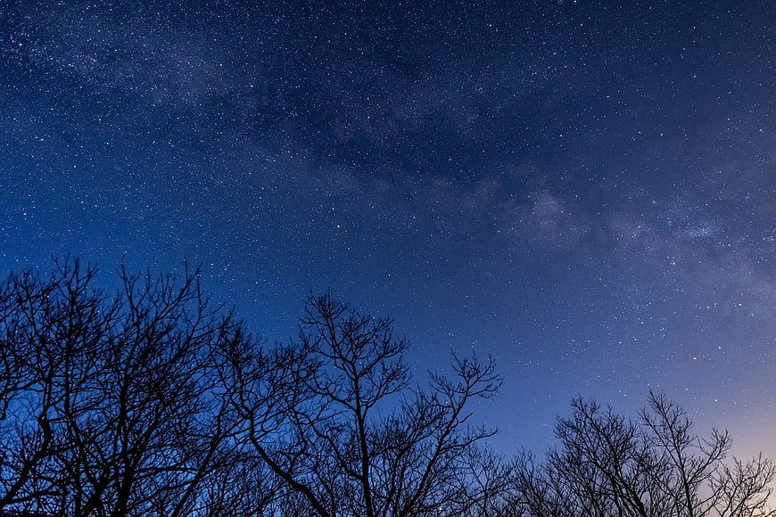 Starry Night Sky with Milky Way and Tree Silhouettes