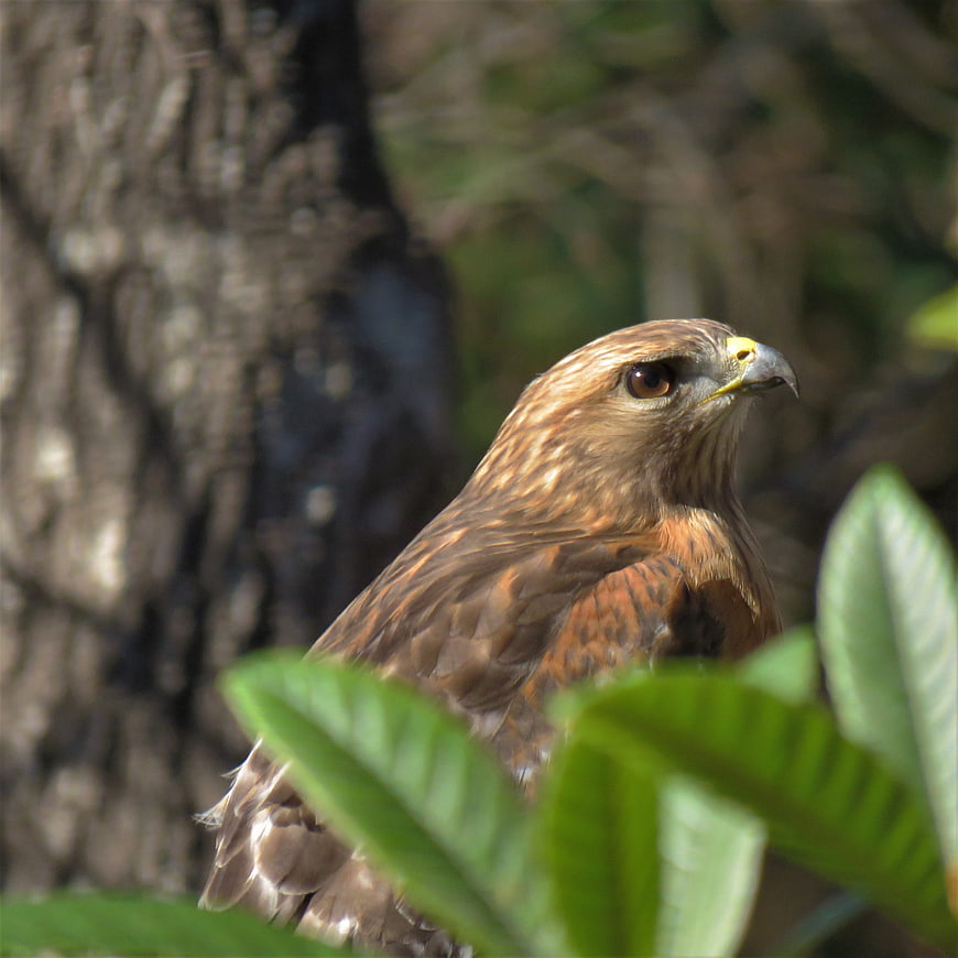 Close-up of a hawk perched among green leaves