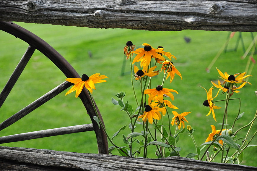 Yellow Black-Eyed Susans Blooming Behind Rustic Wooden Fence