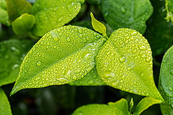 Close-up of vibrant green leaves with water droplets