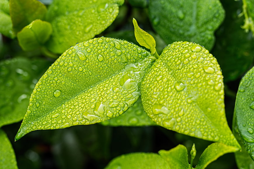 Close-up of vibrant green leaves with water droplets