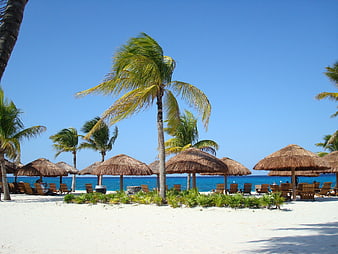 Tropical Beach Scene With Palm Trees And Thatched Umbrellas