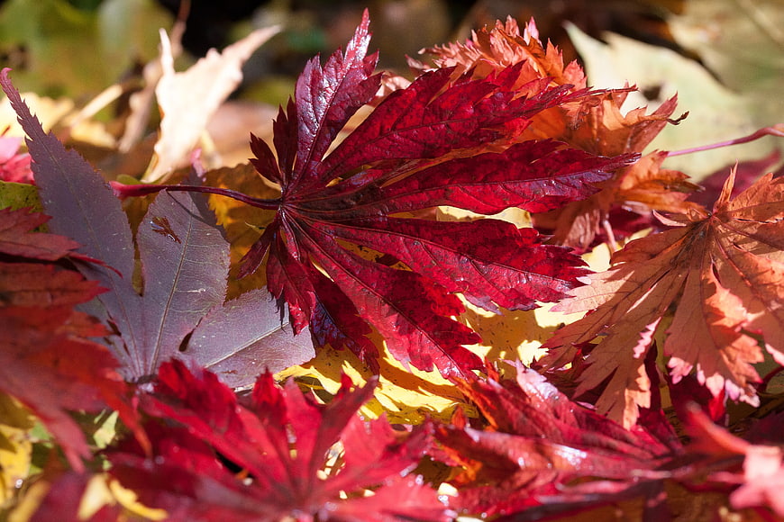 Vibrant Red Maple Leaves in Autumn Sunlight