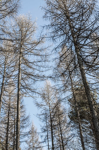 Low angle view of tall bare conifer trees against blue sky
