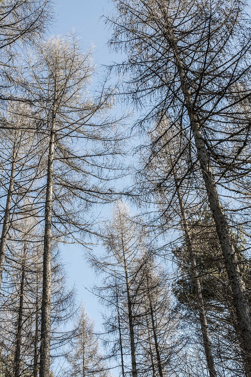 Low angle view of tall bare conifer trees against blue sky