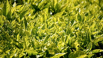 Close-up of vibrant green variegated leaves in sunlight