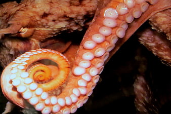 Close-up of orange octopus tentacle with white suckers