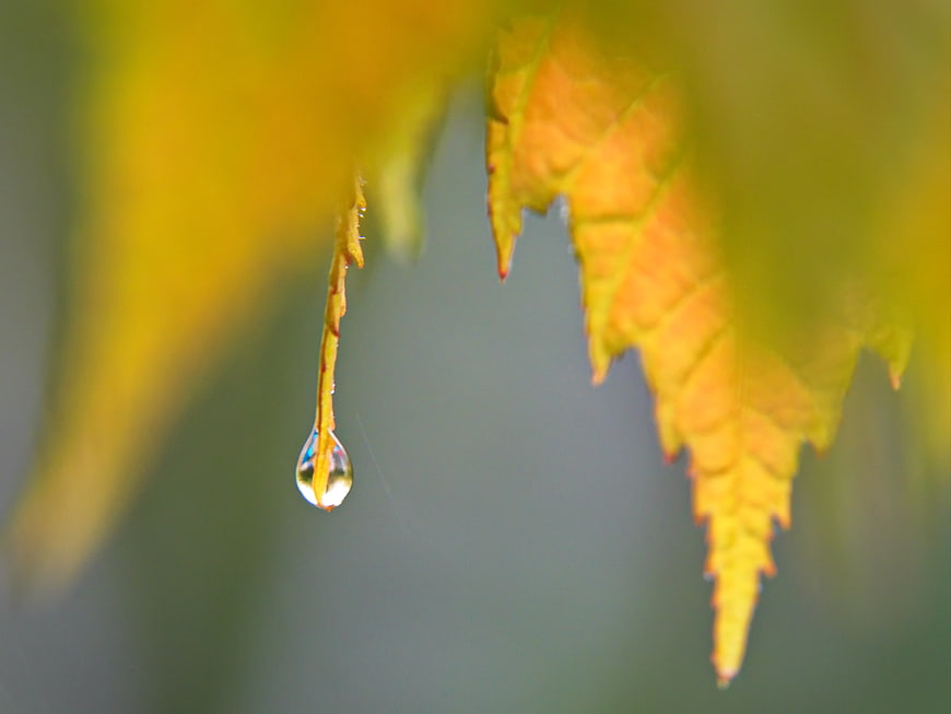 Macro shot of water droplet on yellow autumn leaf