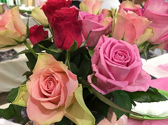 Close-up of vibrant pink and red roses bouquet