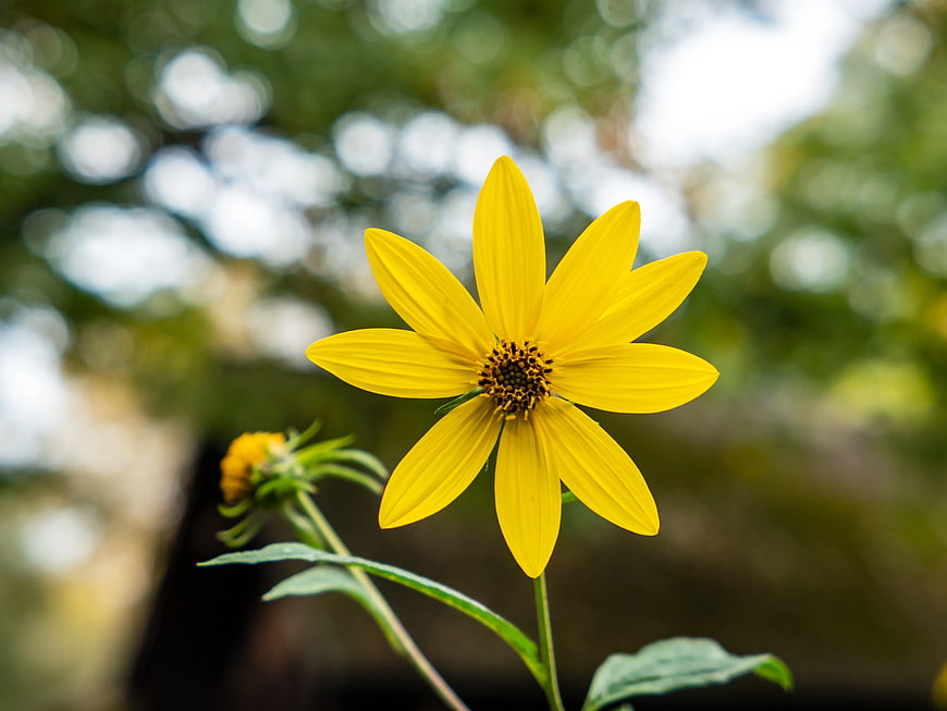 Close-up of a vibrant yellow flower with blurred green background